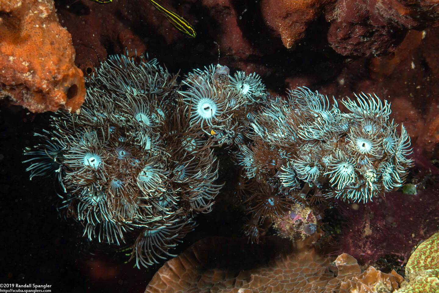 Acrozoanthus australiae (Stick Anemone)