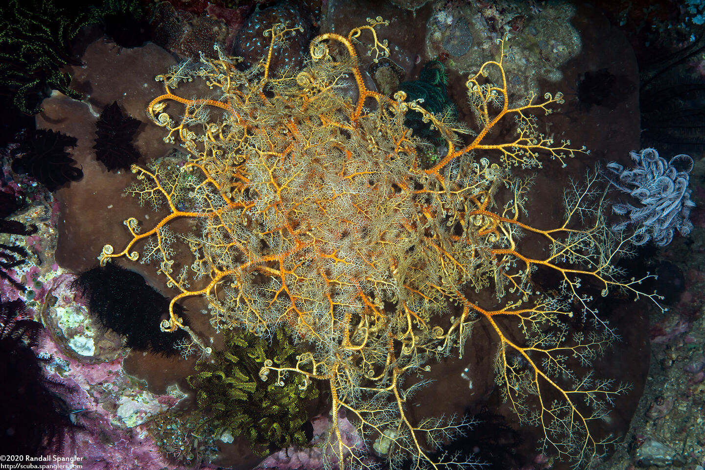 Astroboa sp.1 (Astroboa sp.1)