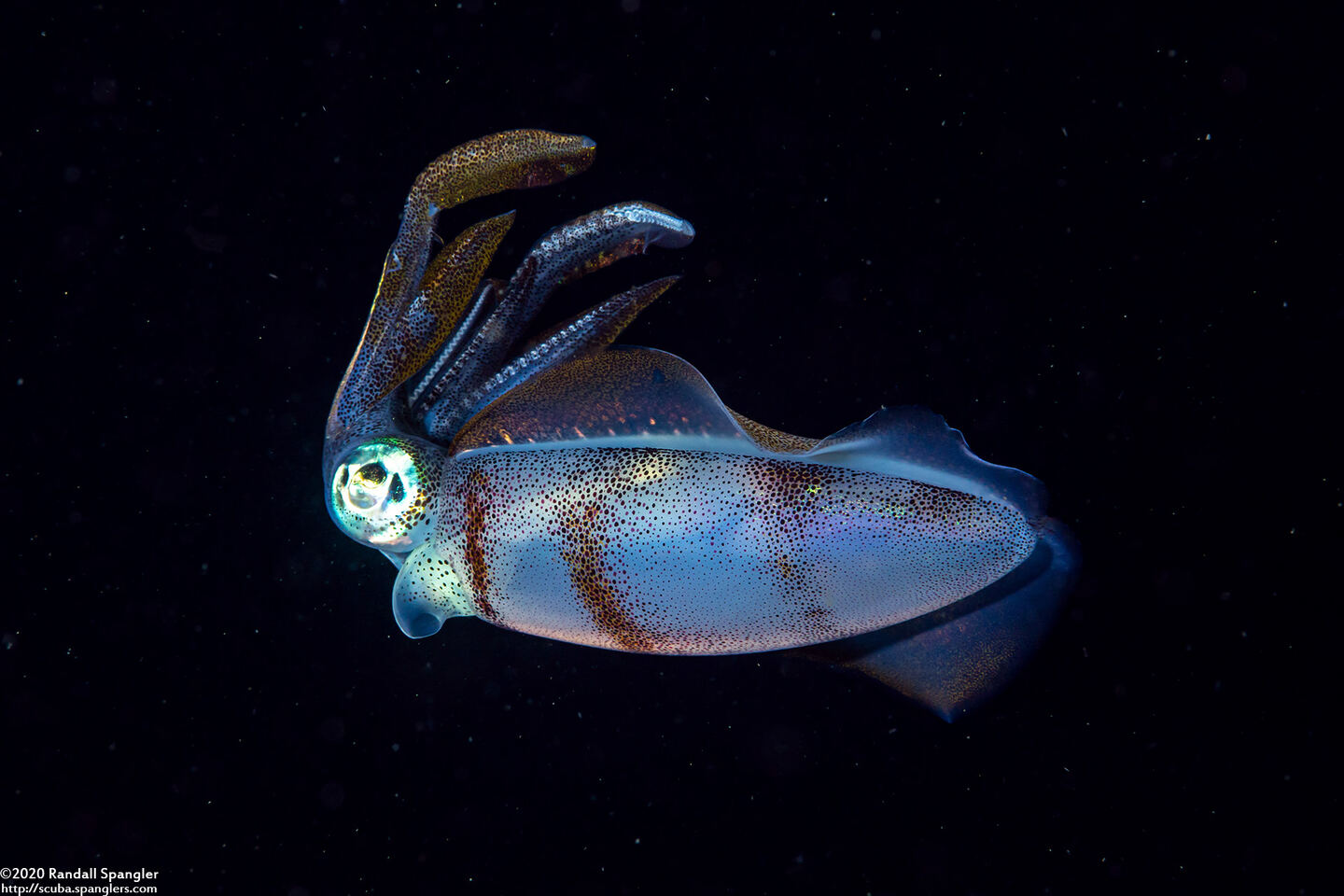Sepioteuthis lessoniana (Bigfin Reef Squid)