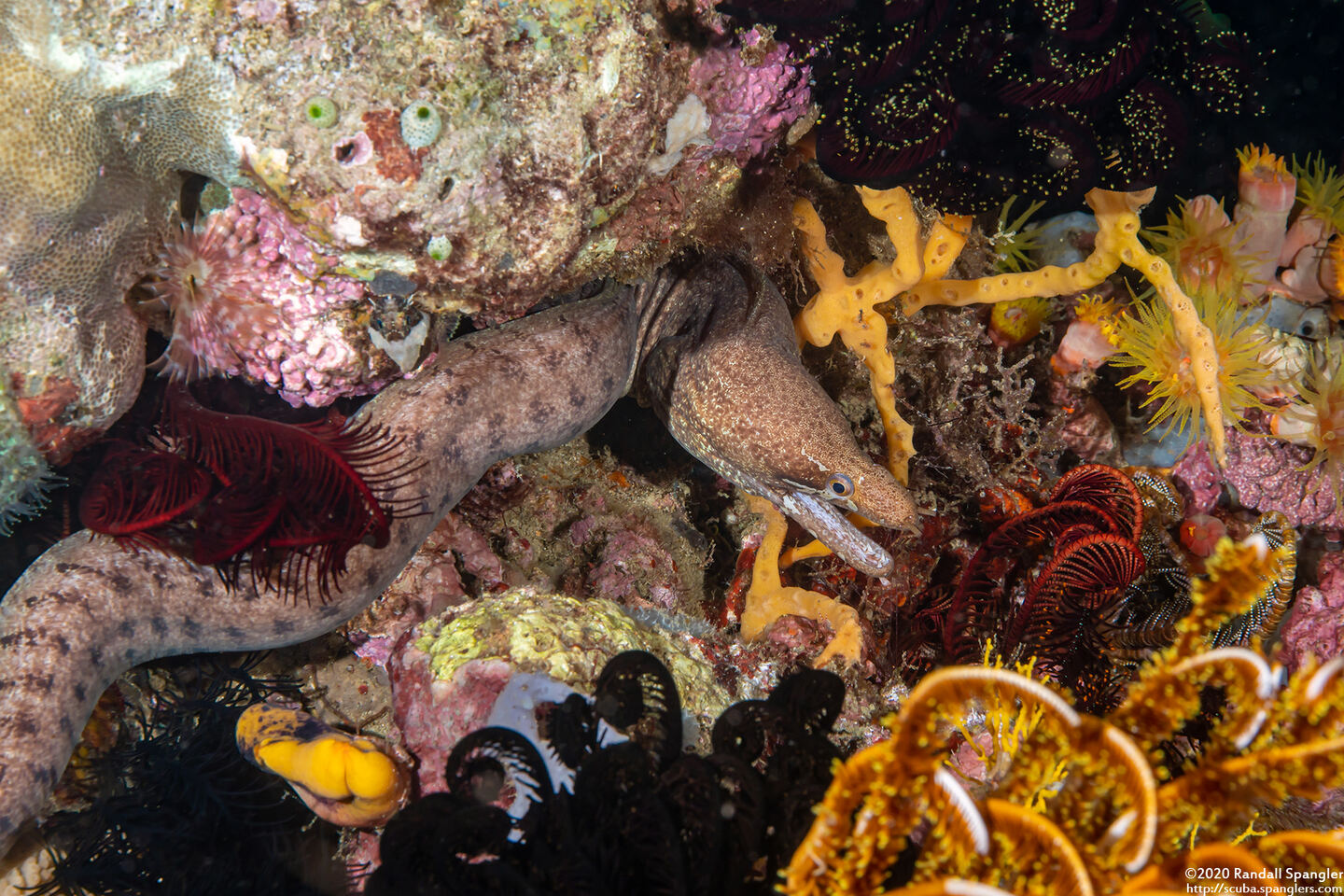 Gymnothorax zonipectis (Barred-Fin Moray)