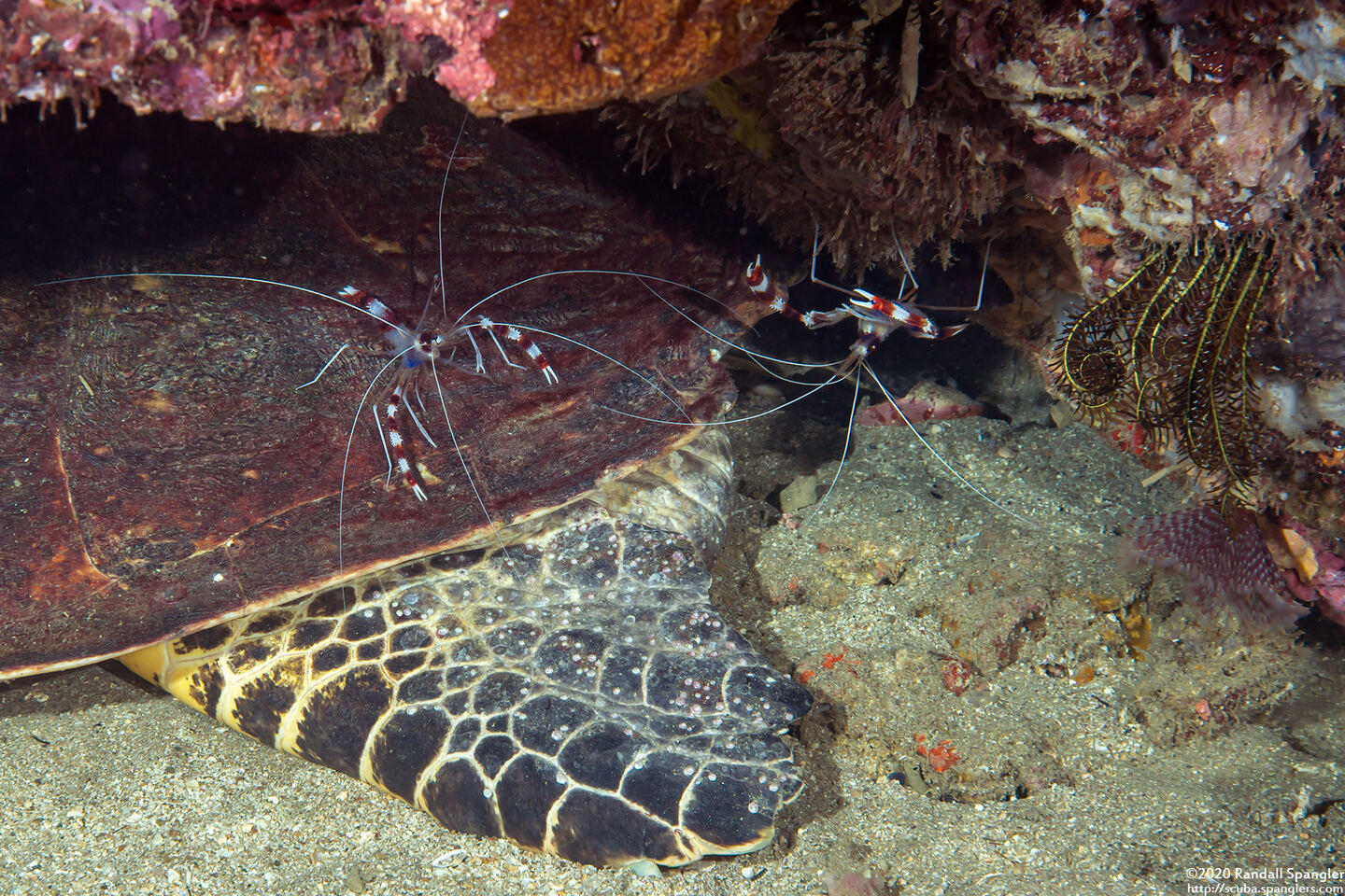 Stenopus hispidus (Banded Coral Shrimp)