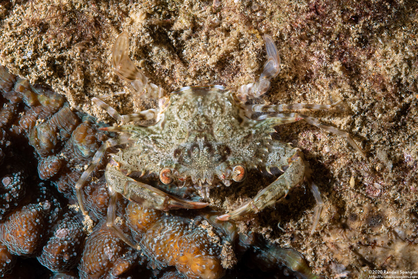 Portunus sp.1 (Portunus sp.1)