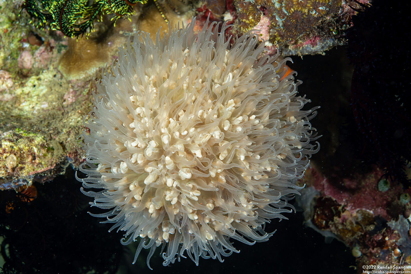 Physogyra lichtensteini (Grape Coral)