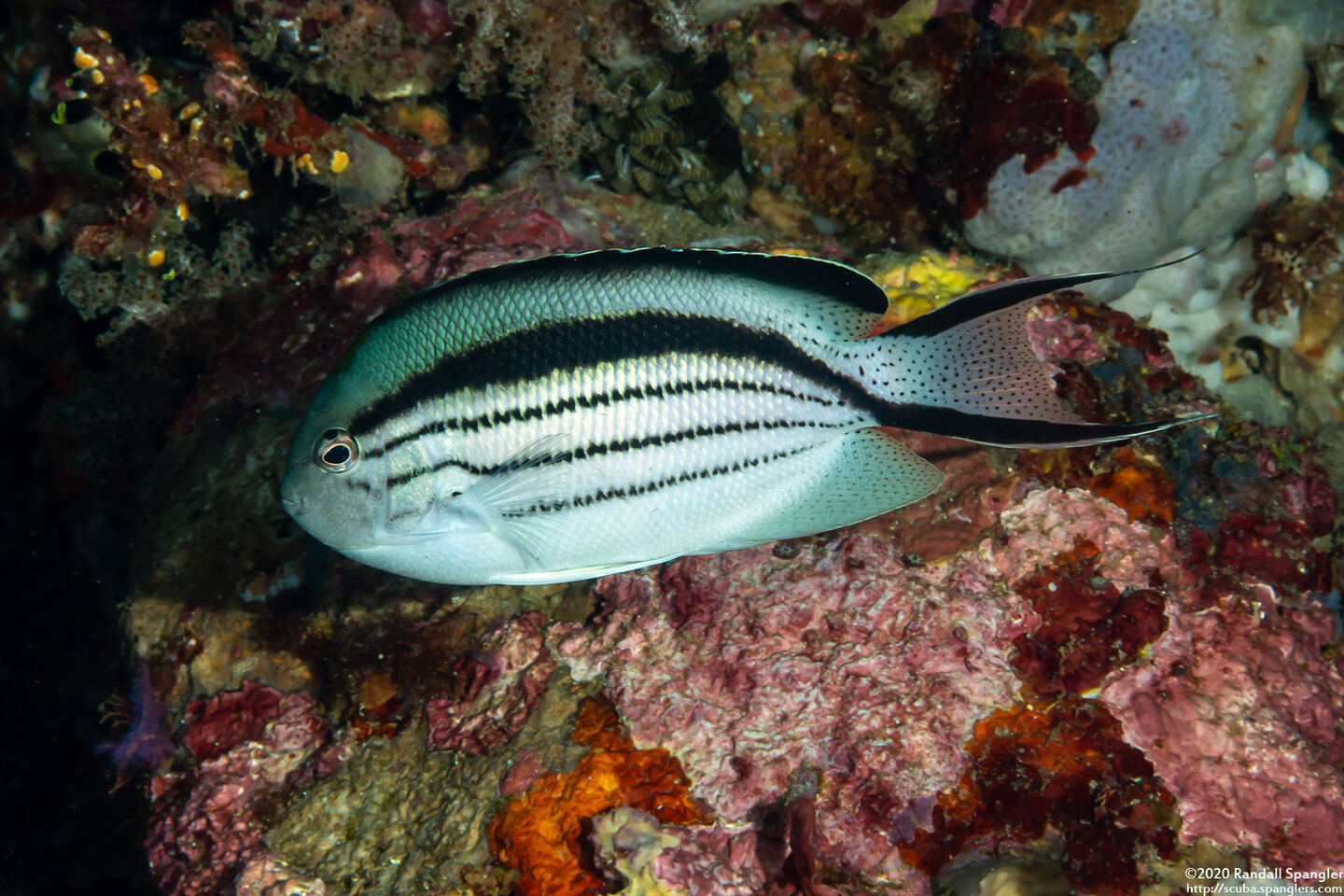 Genicanthus lamarck (Blackstriped Angelfish)