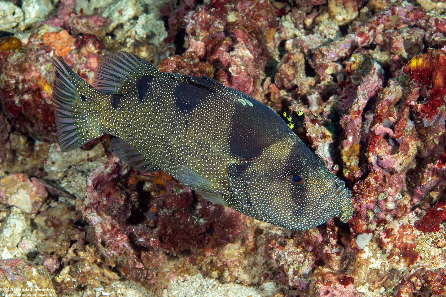 Pogonoperca punctata (Spotted Soapfish)