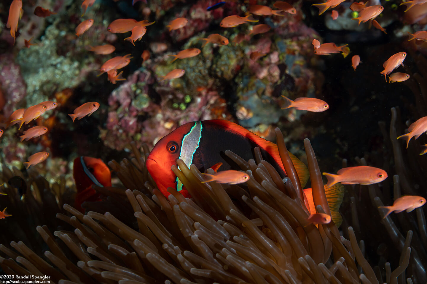 Amphiprion frenatus (Tomato Anemonefish)