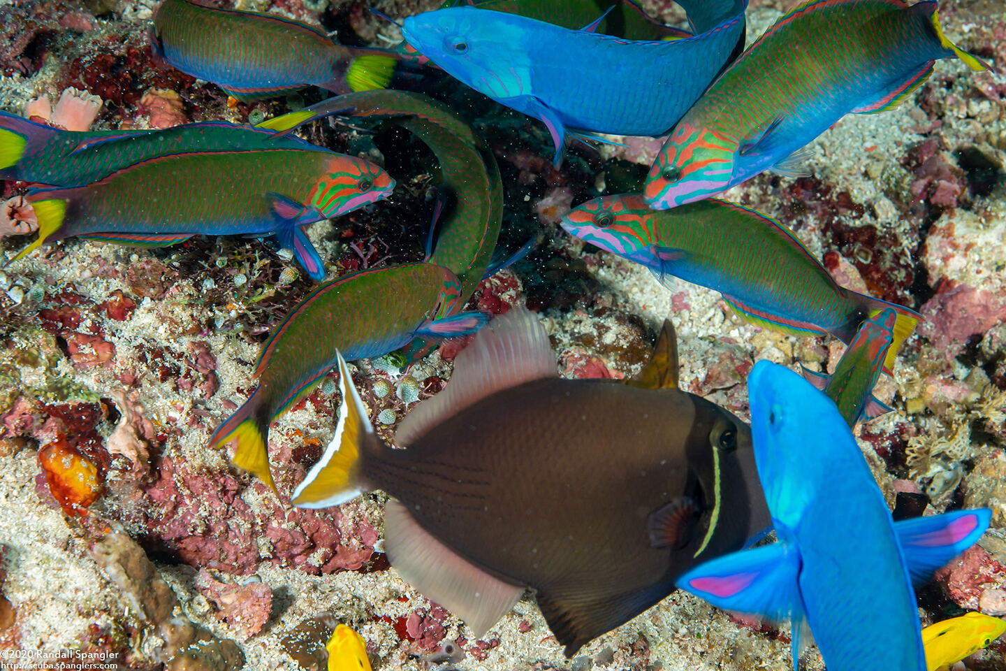 Thalassoma lunare (Crescent Wrasse)