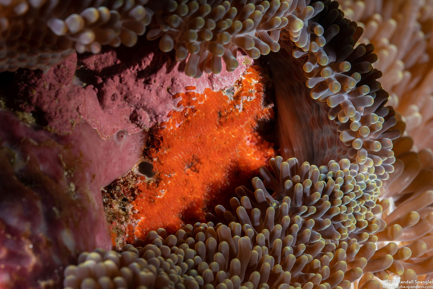 Amphiprion polymnus (Saddleback Anemonefish)