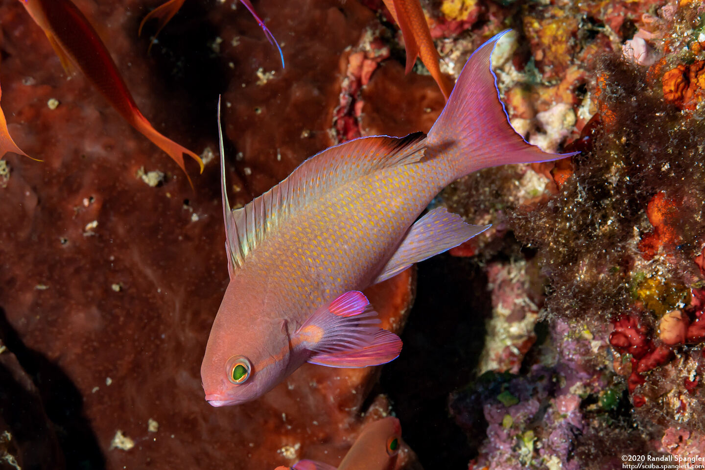 Pseudanthias squamipinnis (Scalefin Anthias)