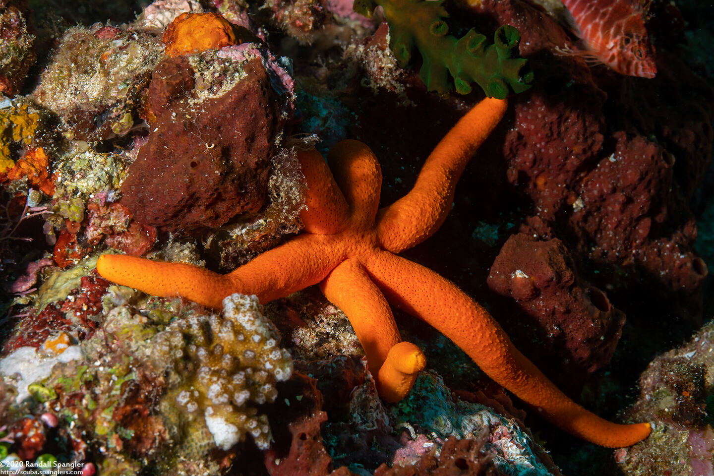 Echinaster luzonicus (Luzon Sea Star)