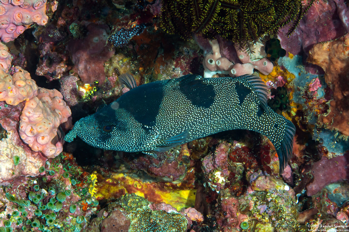 Pogonoperca punctata (Spotted Soapfish)
