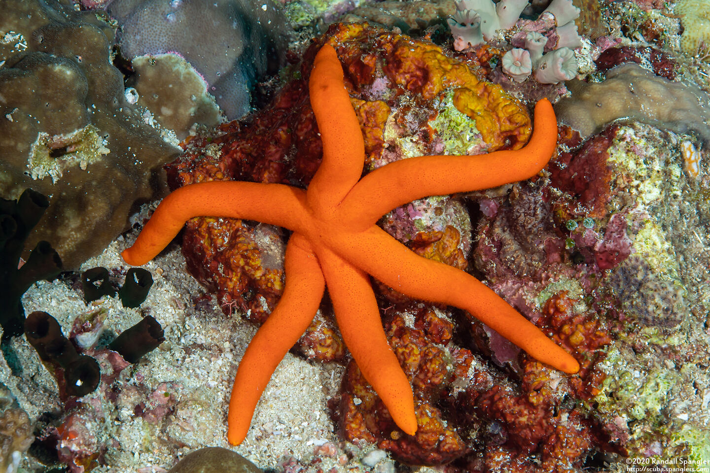 Echinaster luzonicus (Luzon Sea Star)