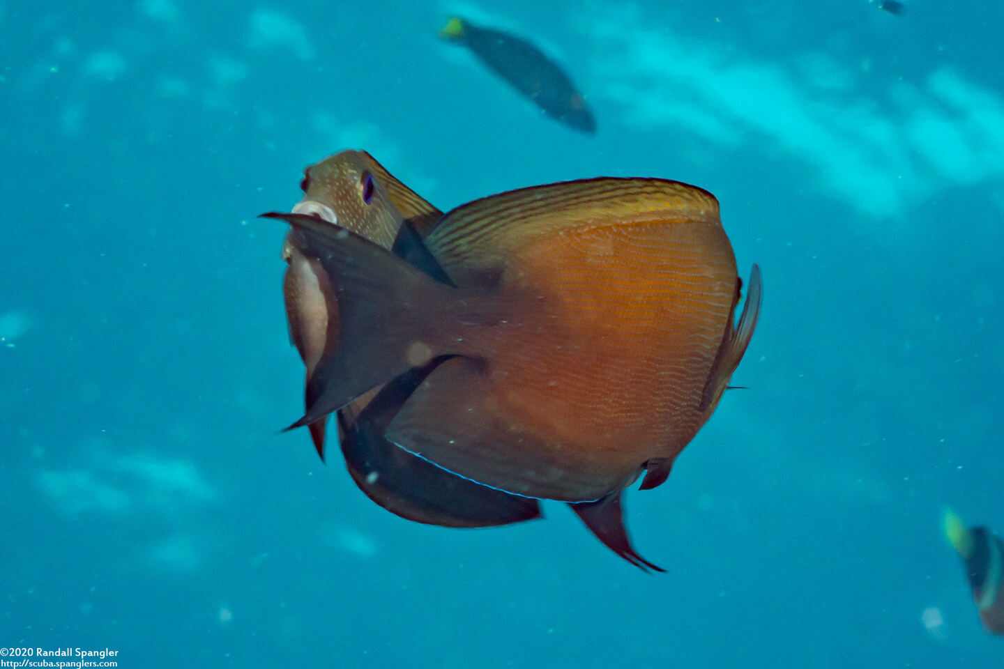 Ctenochaetus binotatus (Twospot Bristletooth); Mating