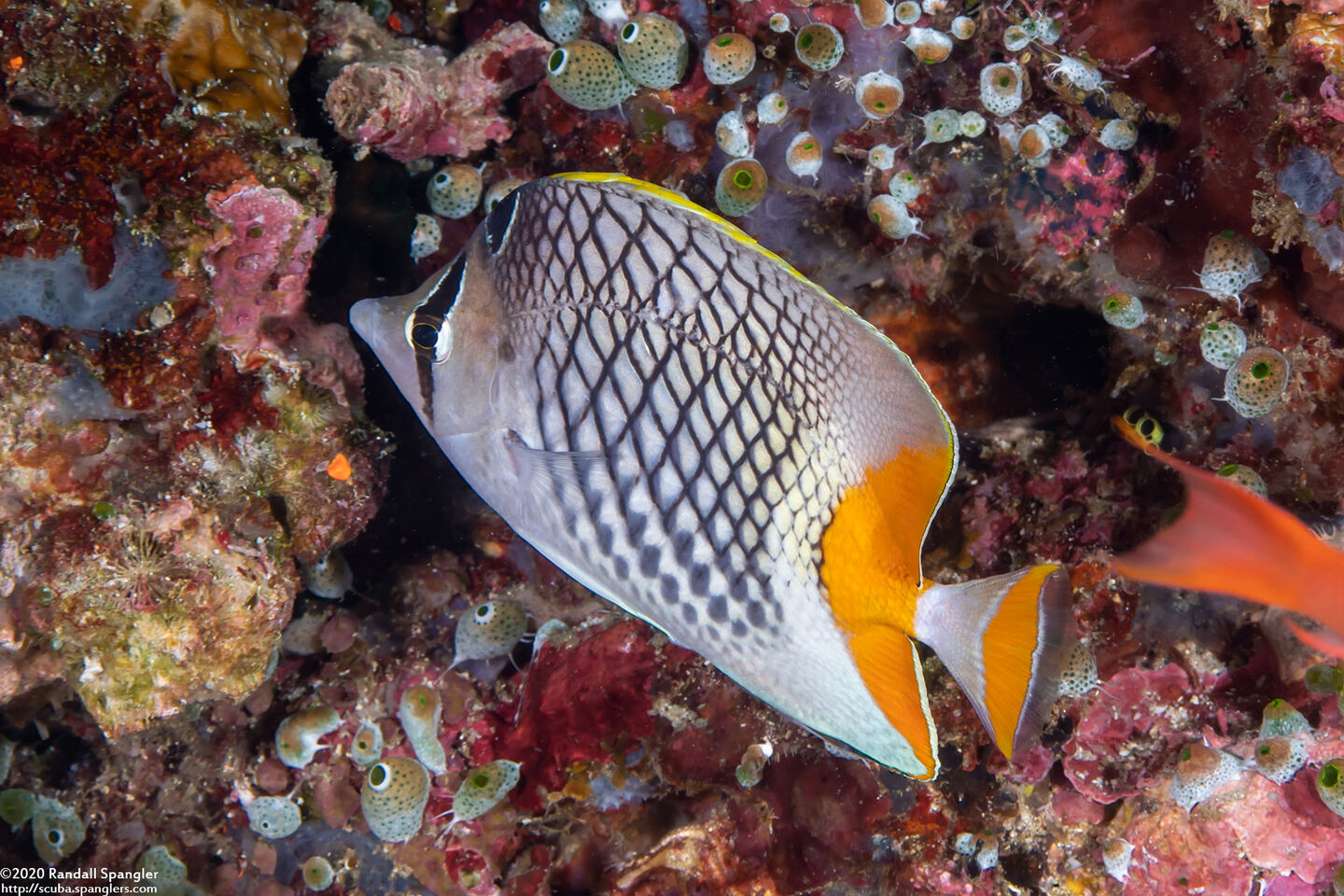 Chaetodon xanthurus (Crosshatch Butterflyfish)
