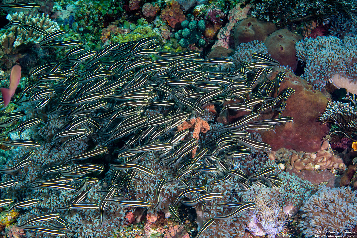 Plotosus lineatus (Striped Catfish)