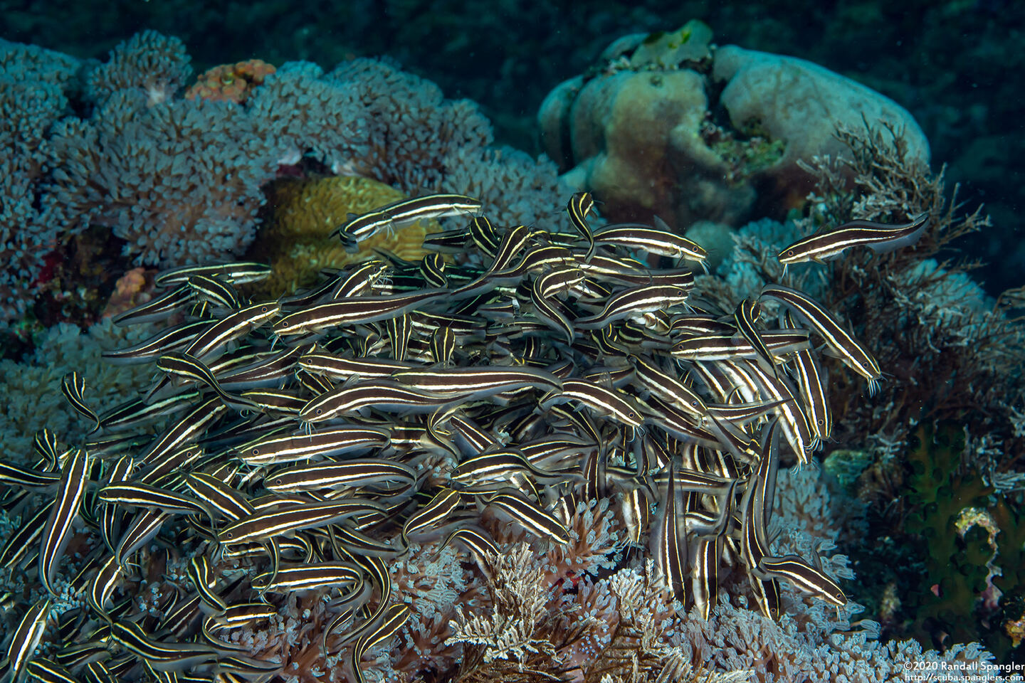 Plotosus lineatus (Striped Catfish)