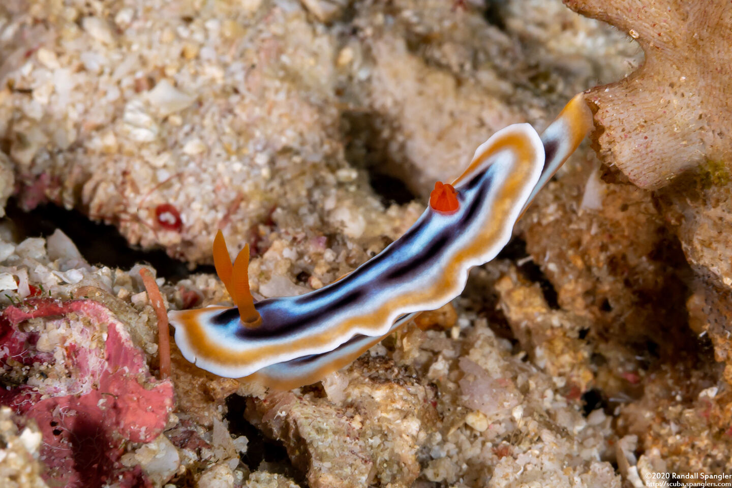 Chromodoris strigata (Streaked Chromodoris)