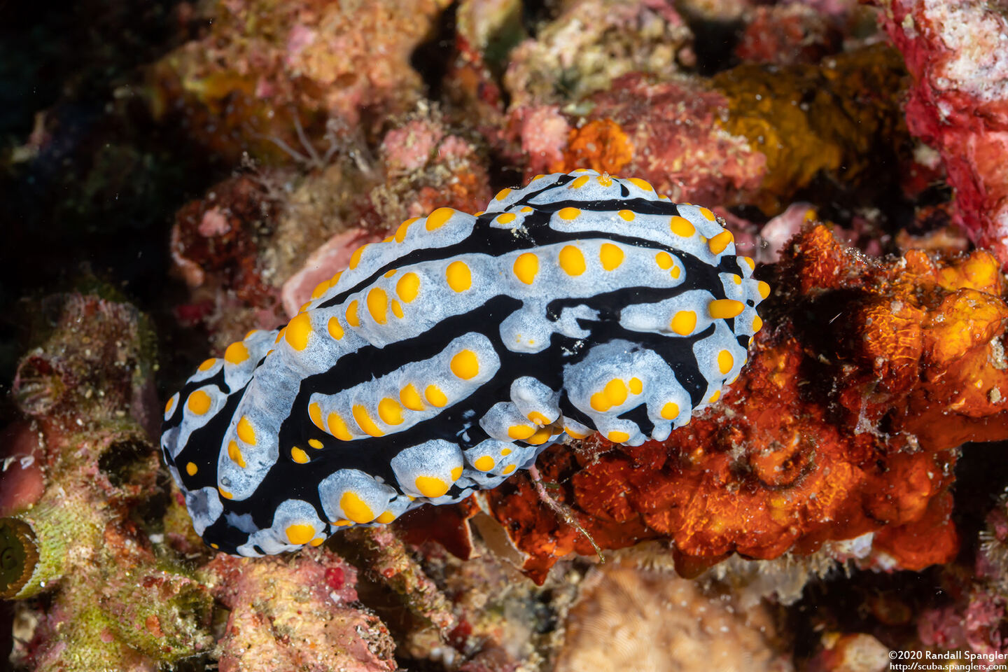 Phyllidia varicosa (Varicose Phyllidia)