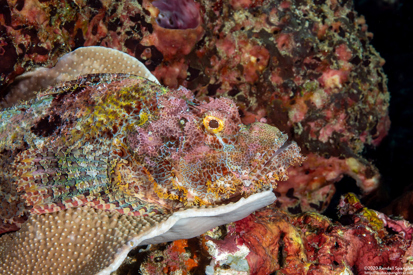 Scorpaenopsis oxycephala (Tasseled Scorpionfish)
