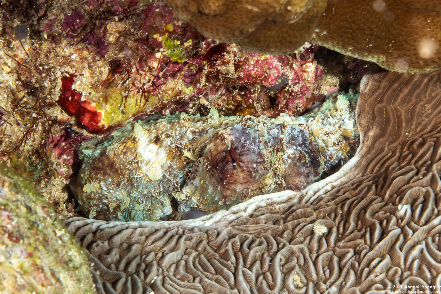 Octopus cyanea (Day Octopus)