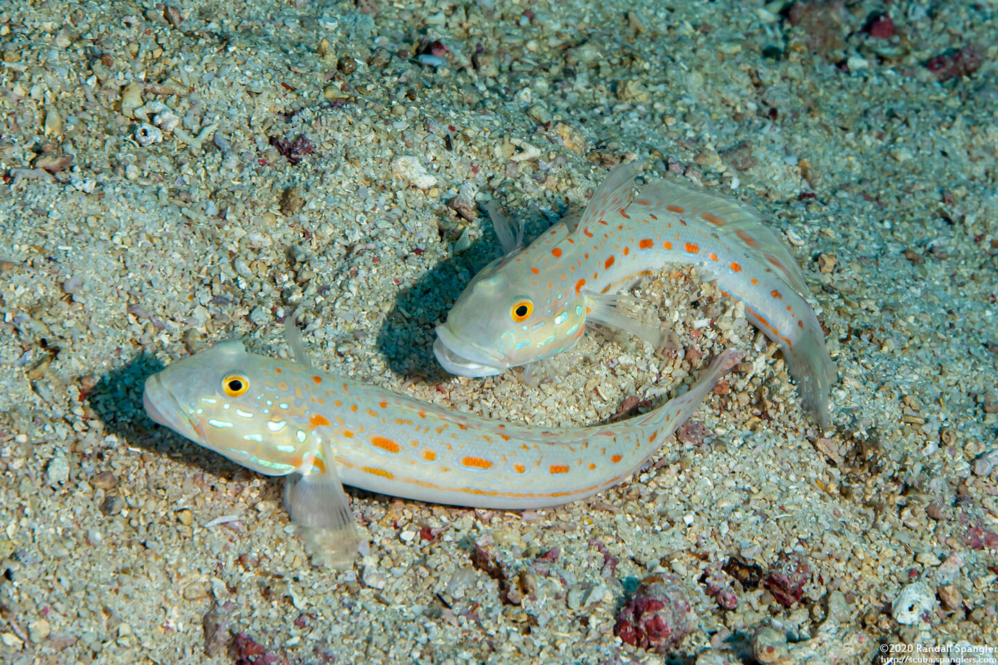Valenciennea puellaris (Orange-Dashed Goby)