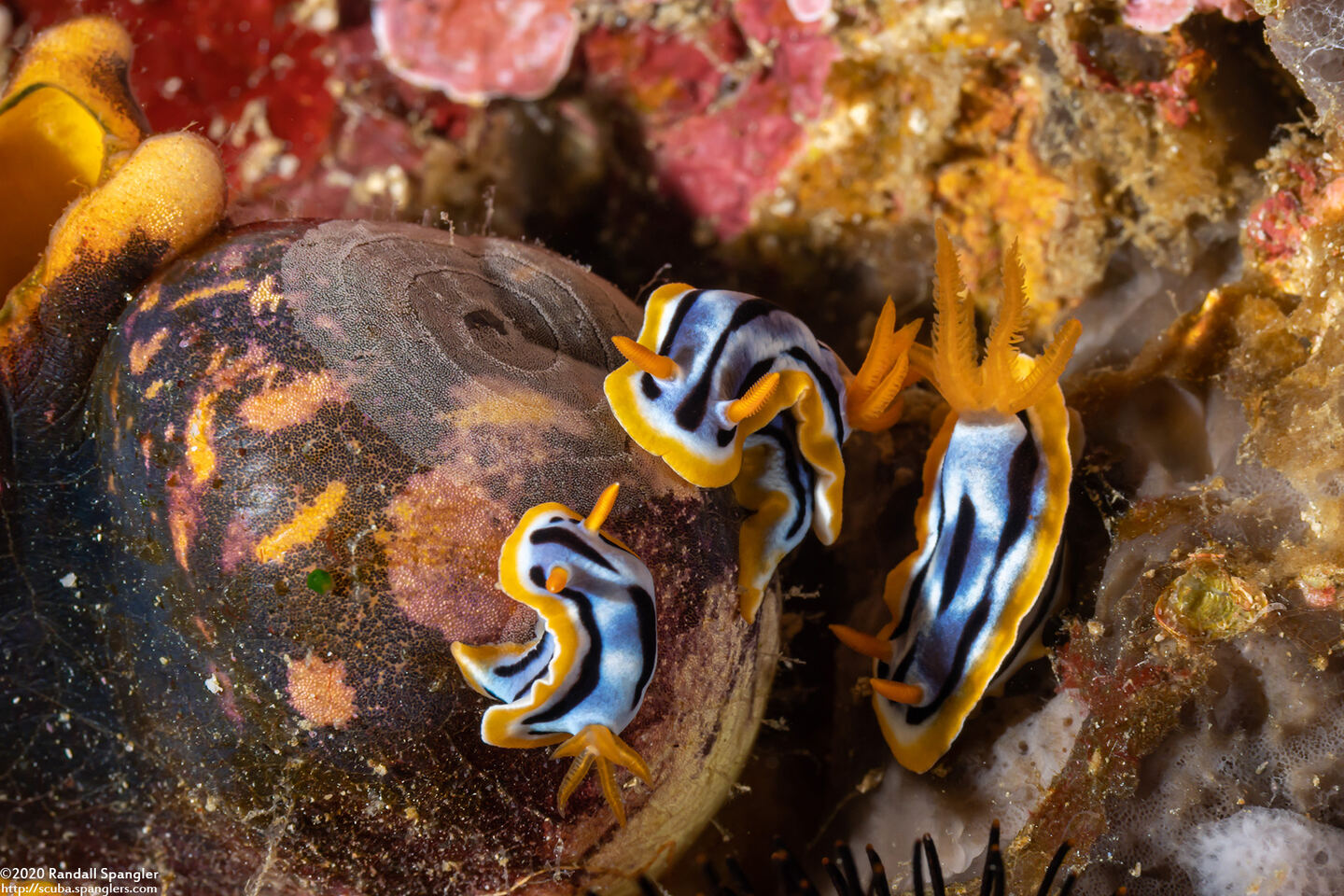Chromodoris strigata (Streaked Chromodoris)