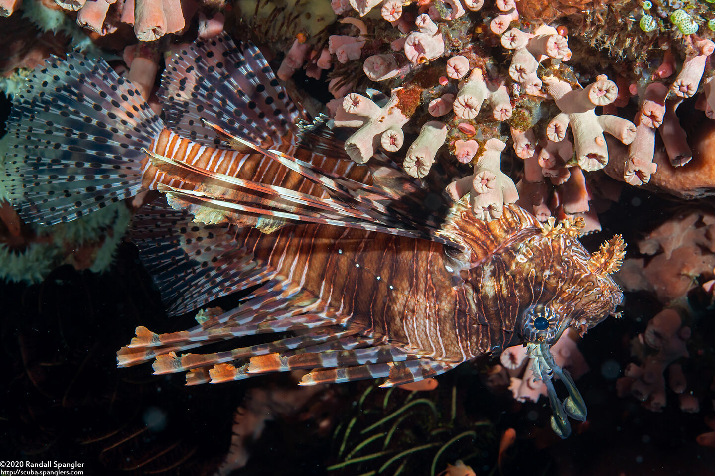 Pterois volitans (Red Lionfish)