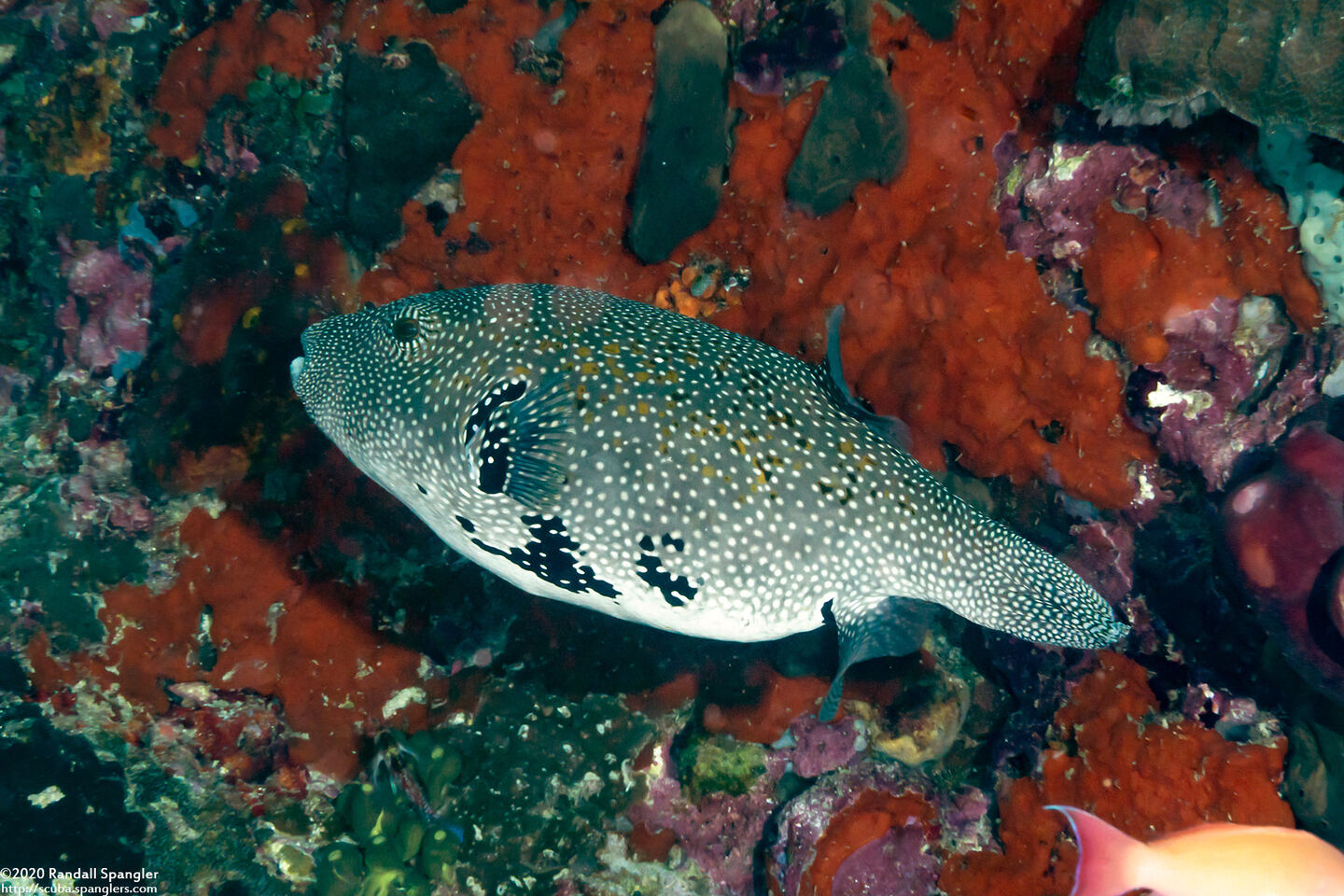 Arothron caeruleopunctatus (Blue-Spotted Puffer)