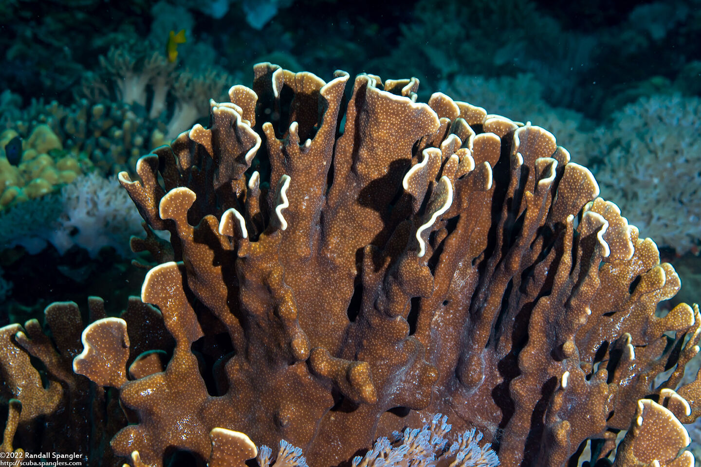 Heliopora coerulea (Blue Coral)