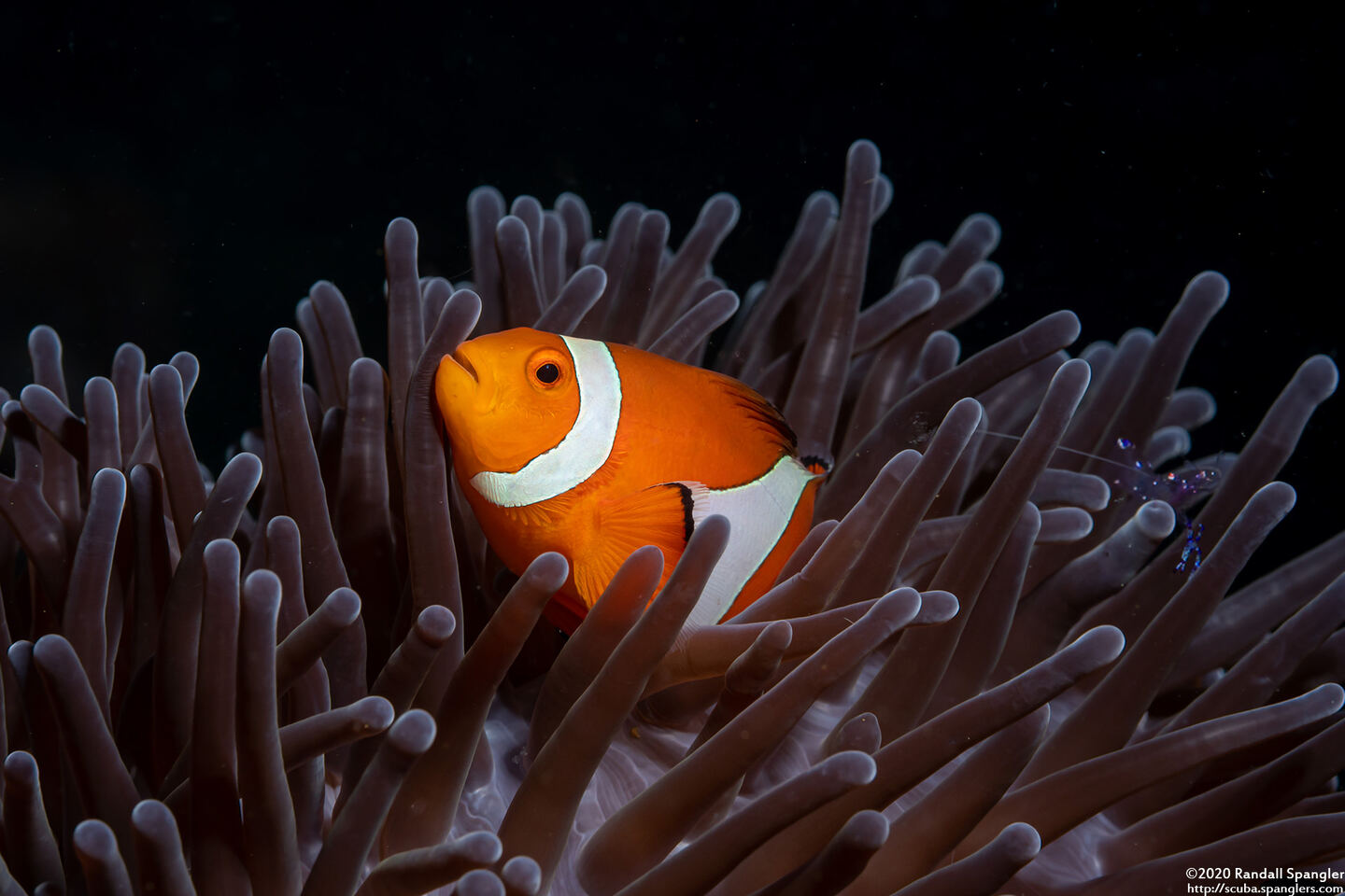 Amphiprion ocellaris (False Clown Anemonefish)