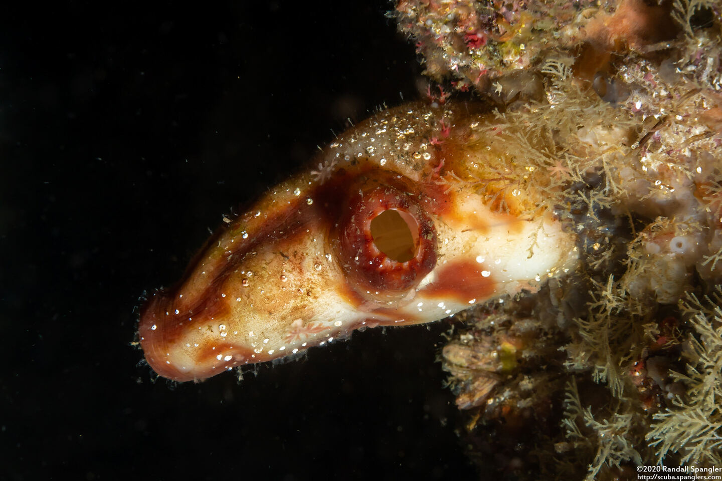 Polycarpa cf. papillata (Polycarpa cf. Papillata)