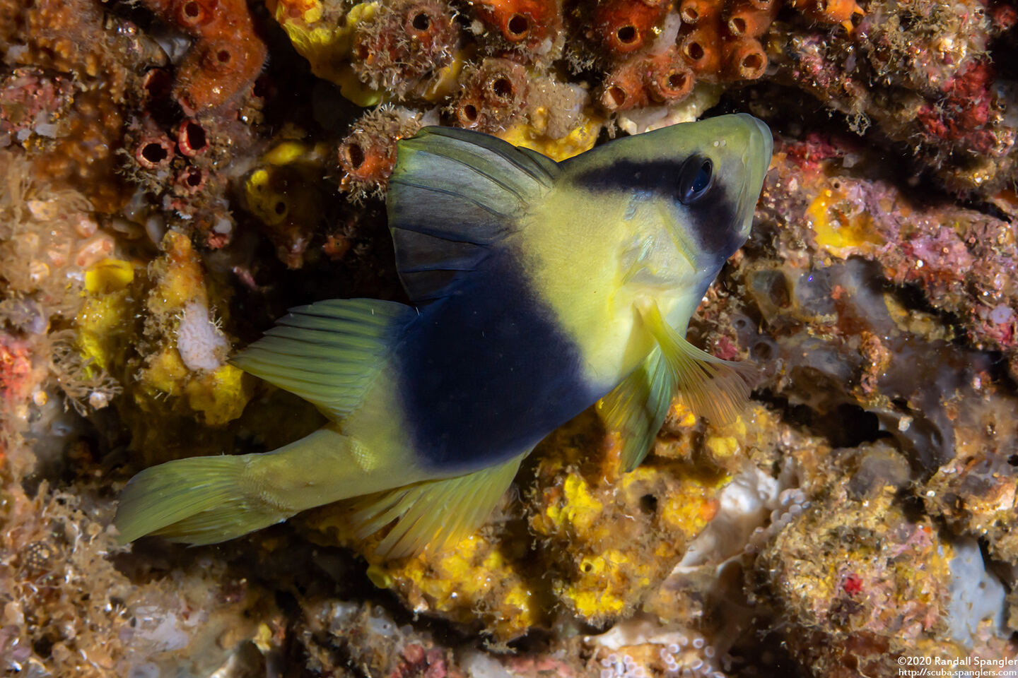 Diploprion bifasciatum (Doublebanded Soapfish)