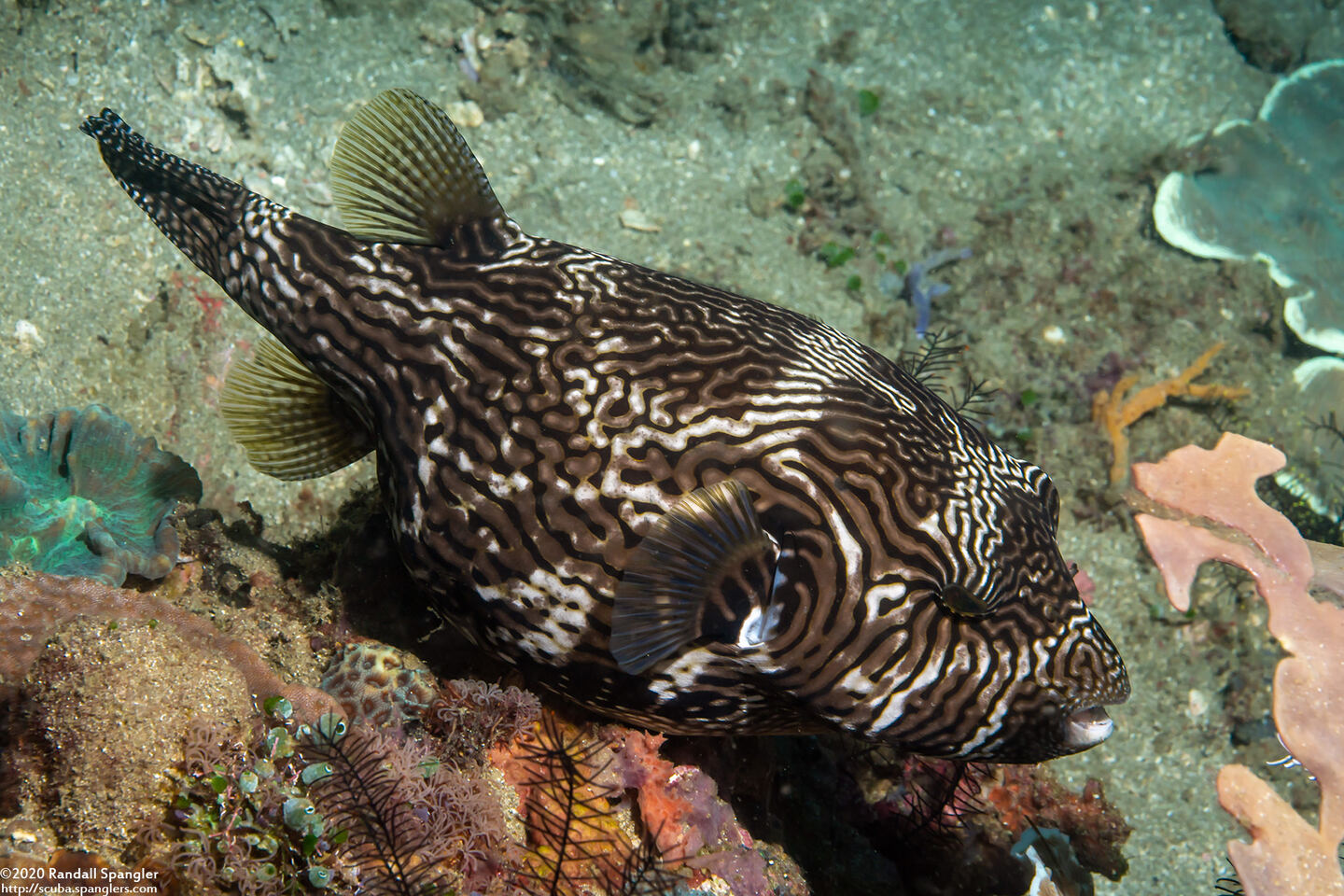 Arothron mappa (Map Puffer)