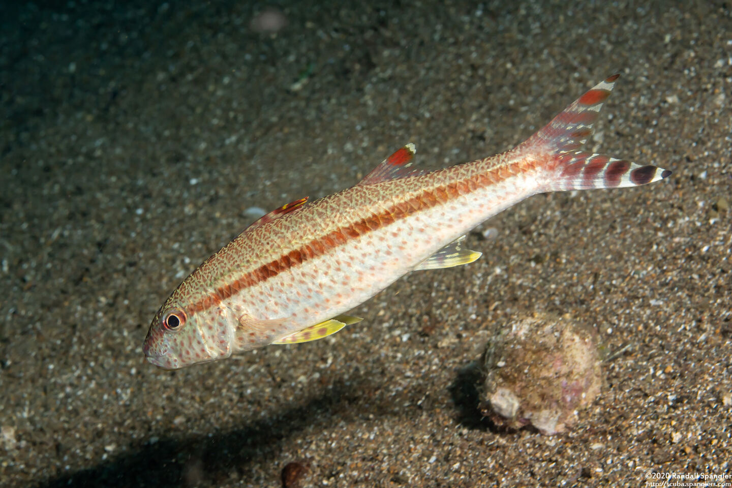 Upeneus tragula (Freckled Goatfish)