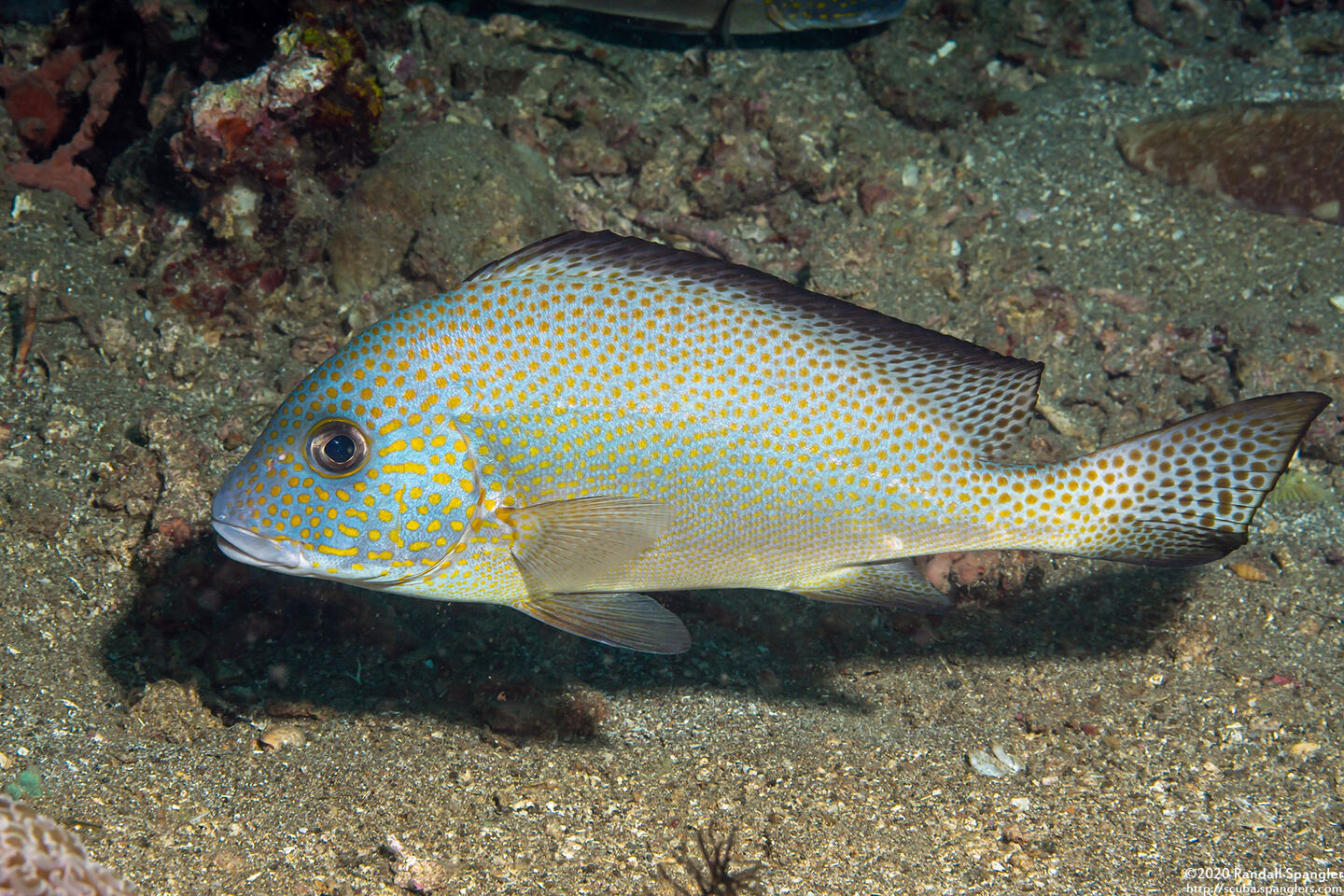 Diagramma pictum (Silver Sweetlips)