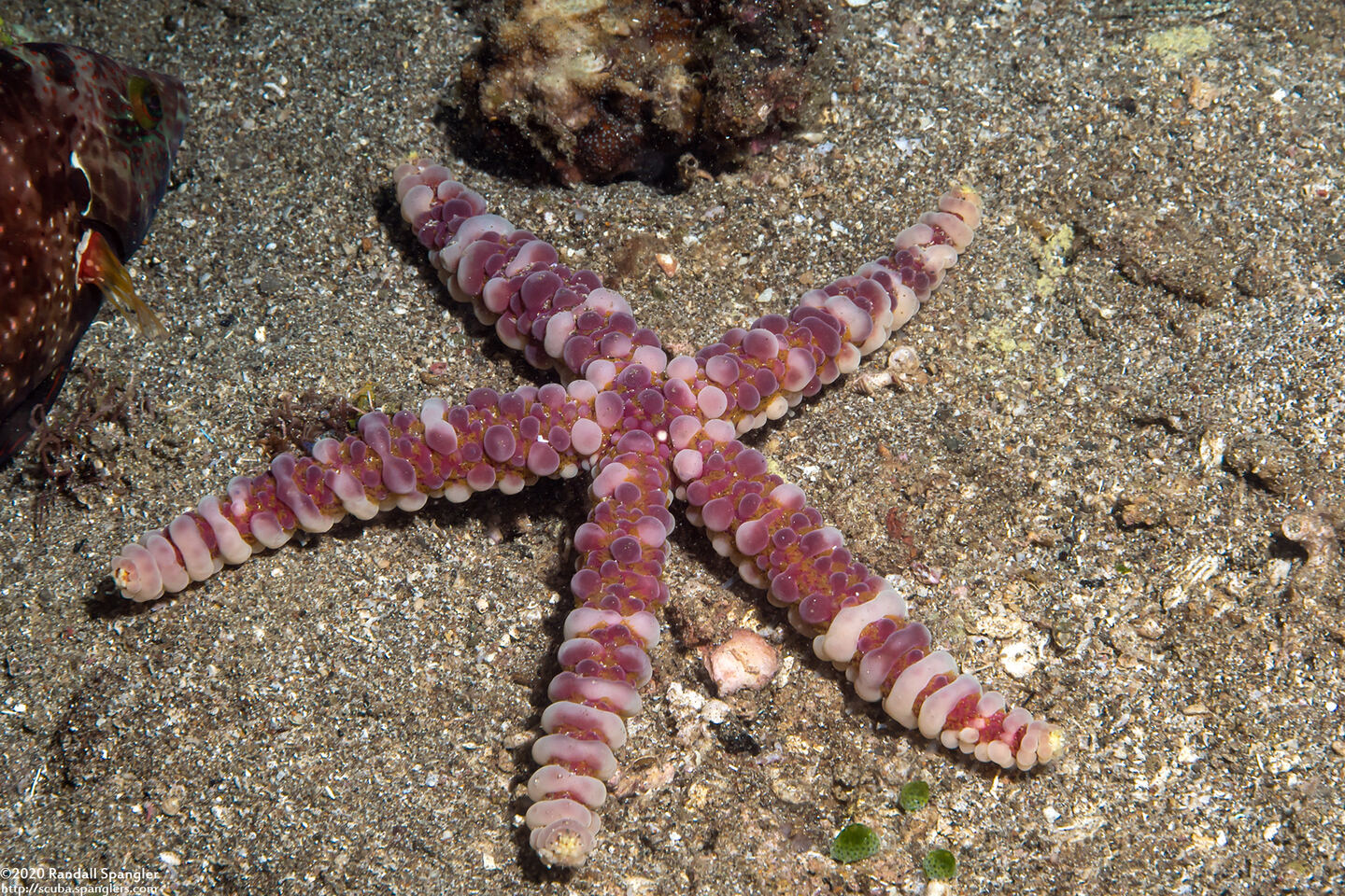 Echinaster callosus (Warty Sea Star)