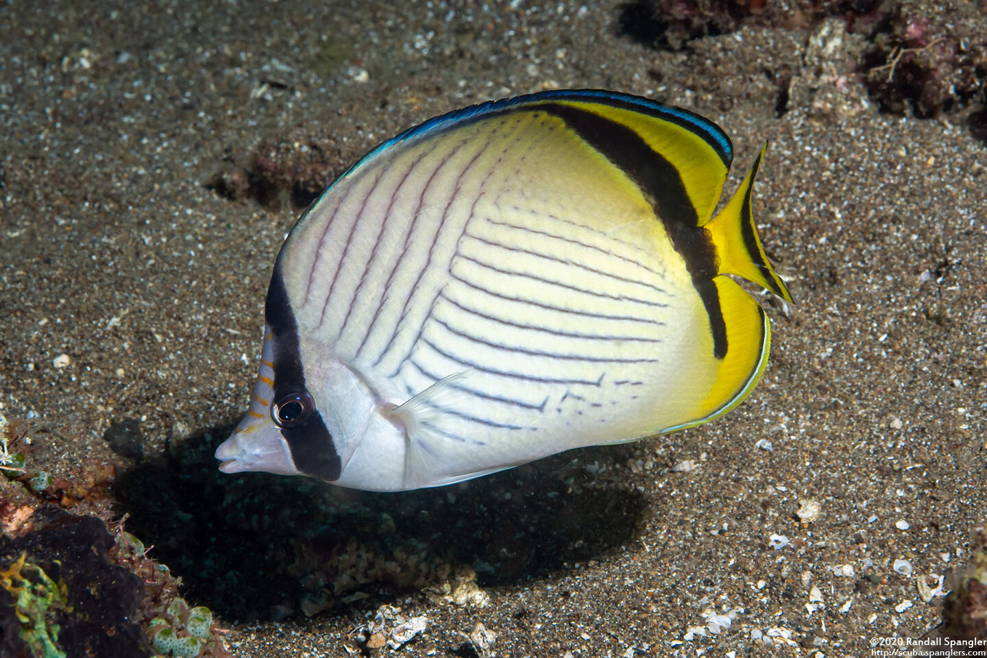 Chaetodon vagabundus (Vagabond Butterflyfish)