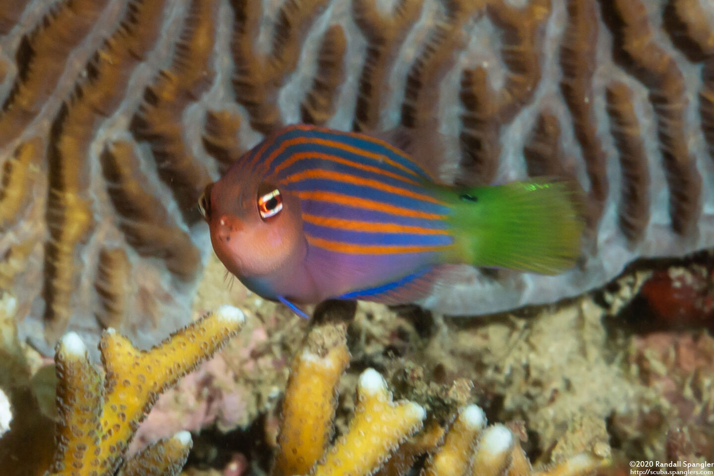 Pseudocheilinus hexataenia (Sixstripe Wrasse)