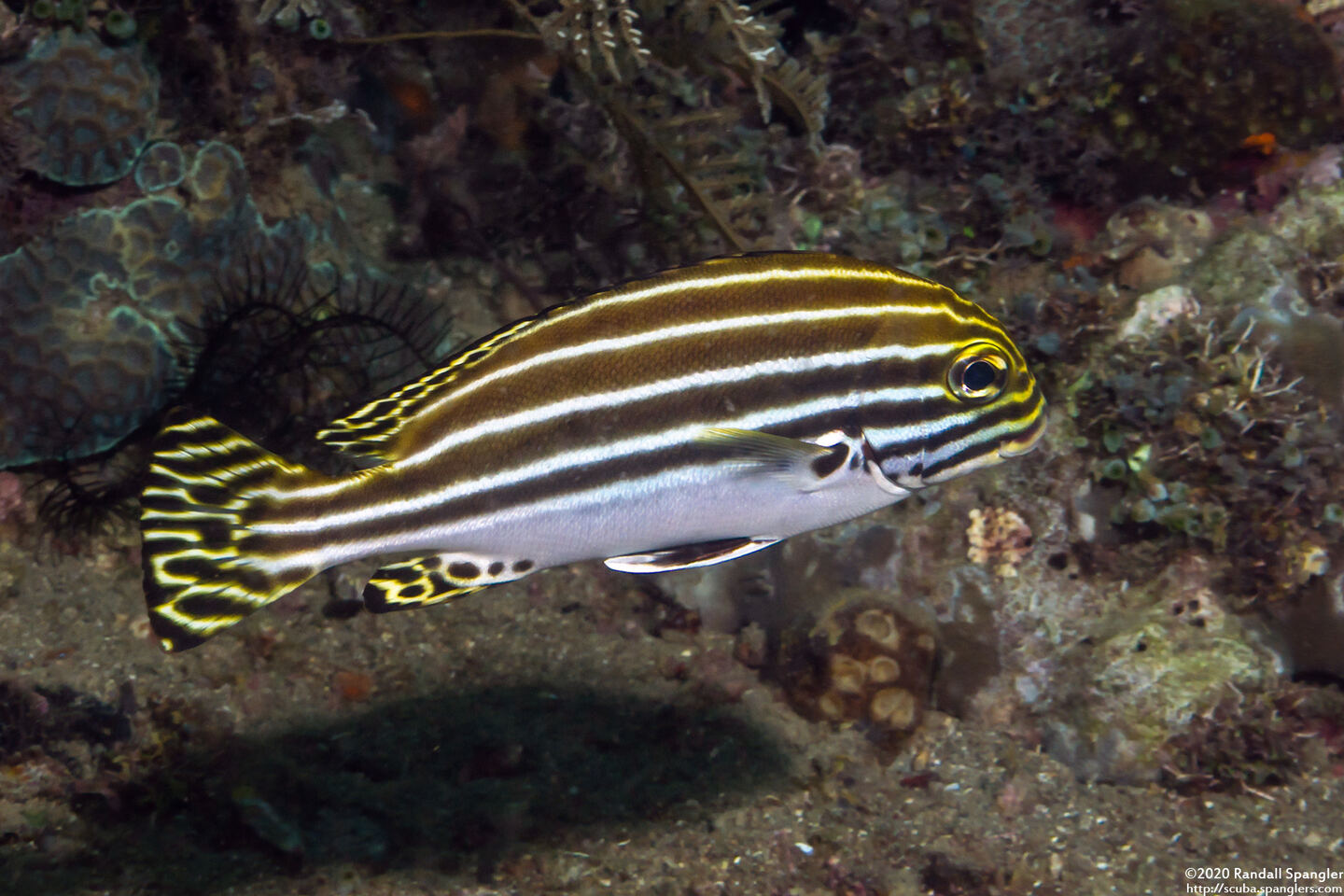 Plectorhinchus lessonii (Striped Sweetlips)