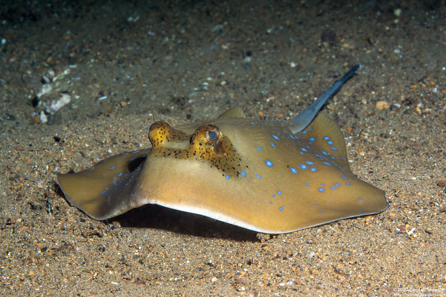 Neotrygon kuhlii (Blue-Spotted Stingray)