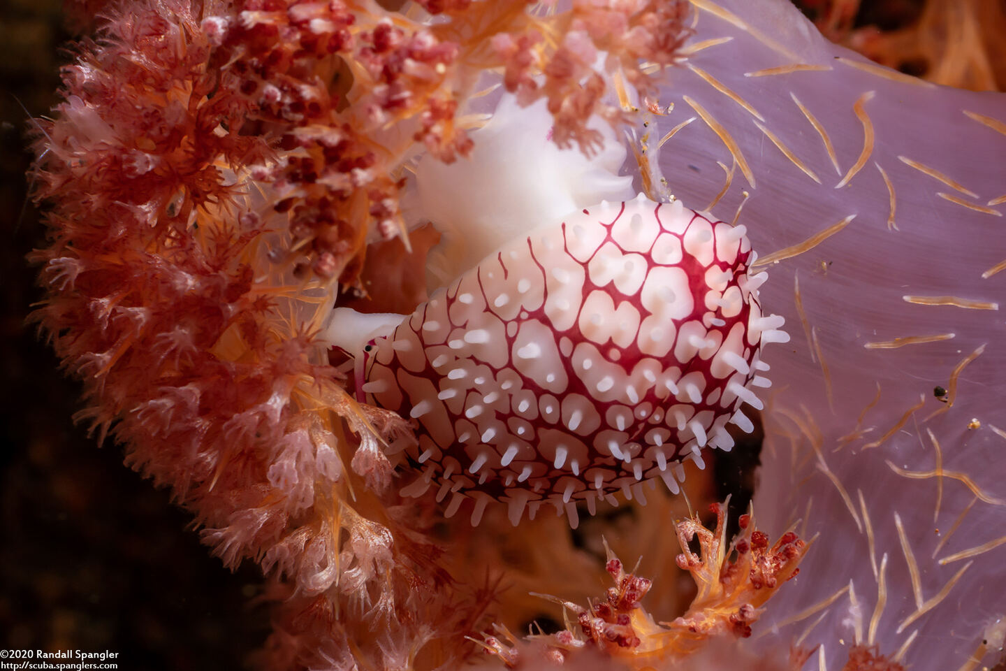 Margovula bimaculata (Banded Egg Cowrie)