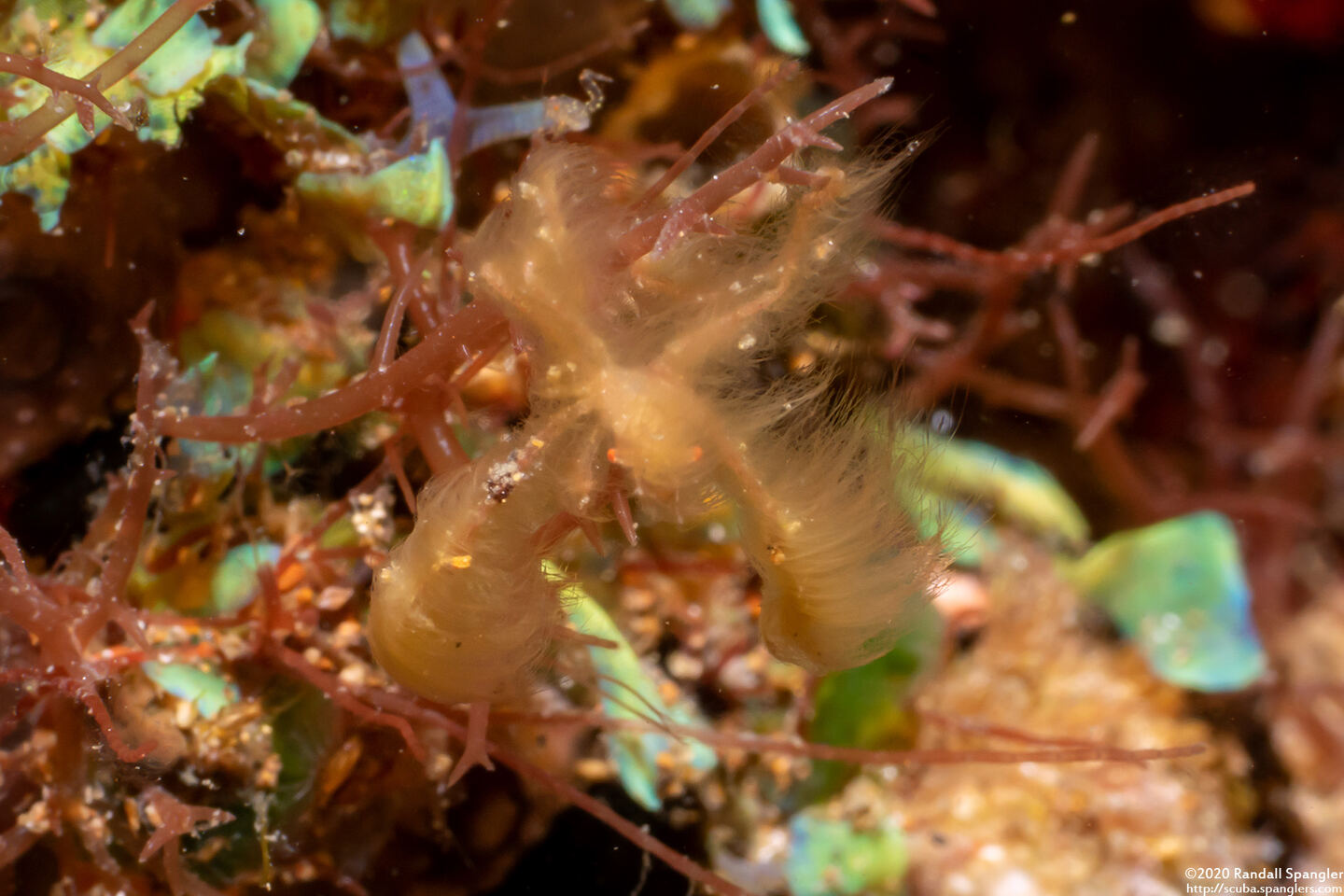 Oncinopus sp.1 (Orangutan Crab)