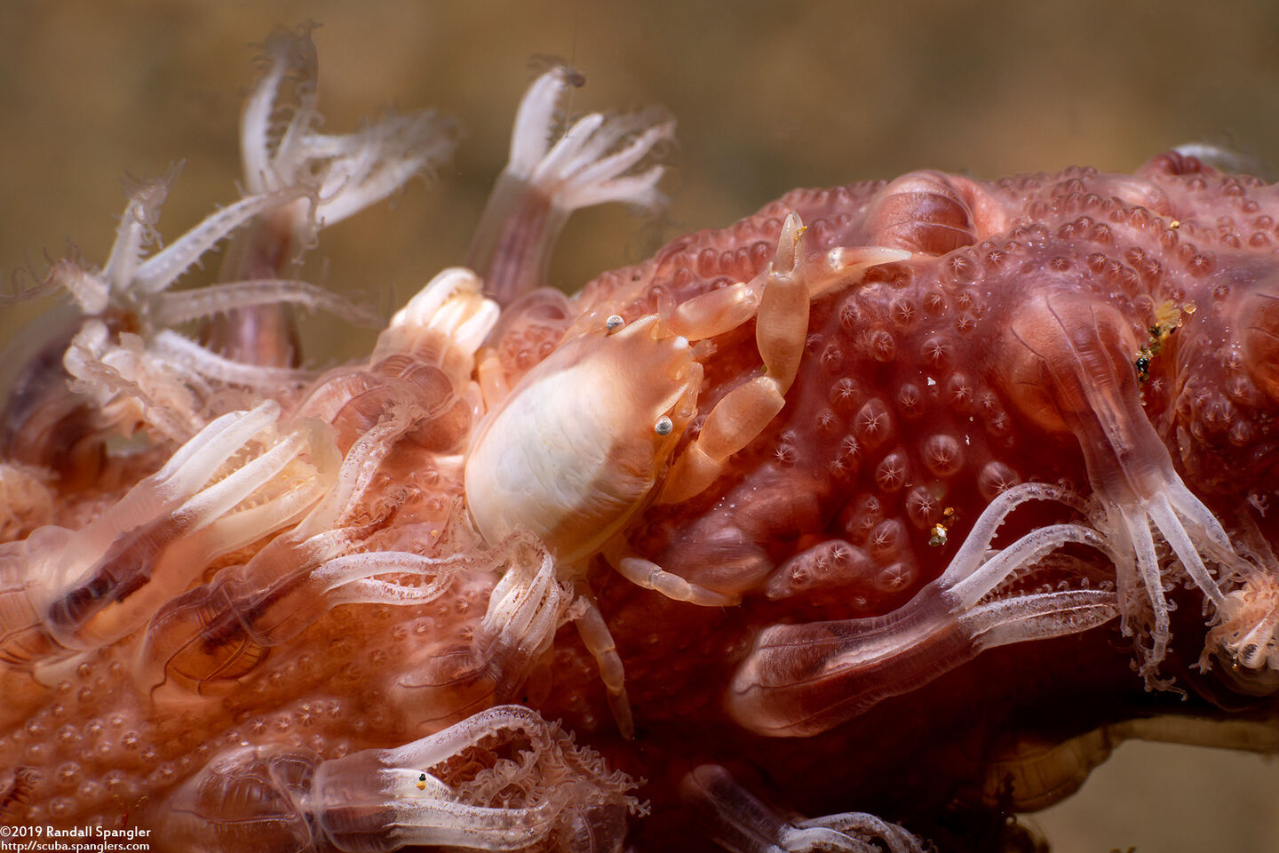 Porcellanella triloba (Three-Lobed Porcelain Crab)