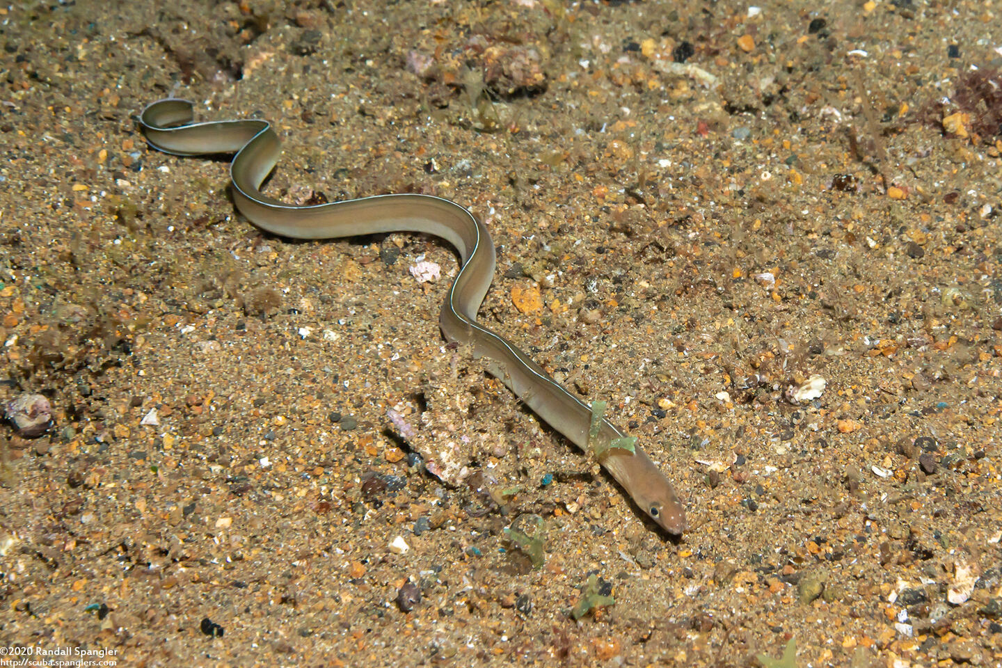 Gymnothorax albimarginatus (White-Margined Moray)
