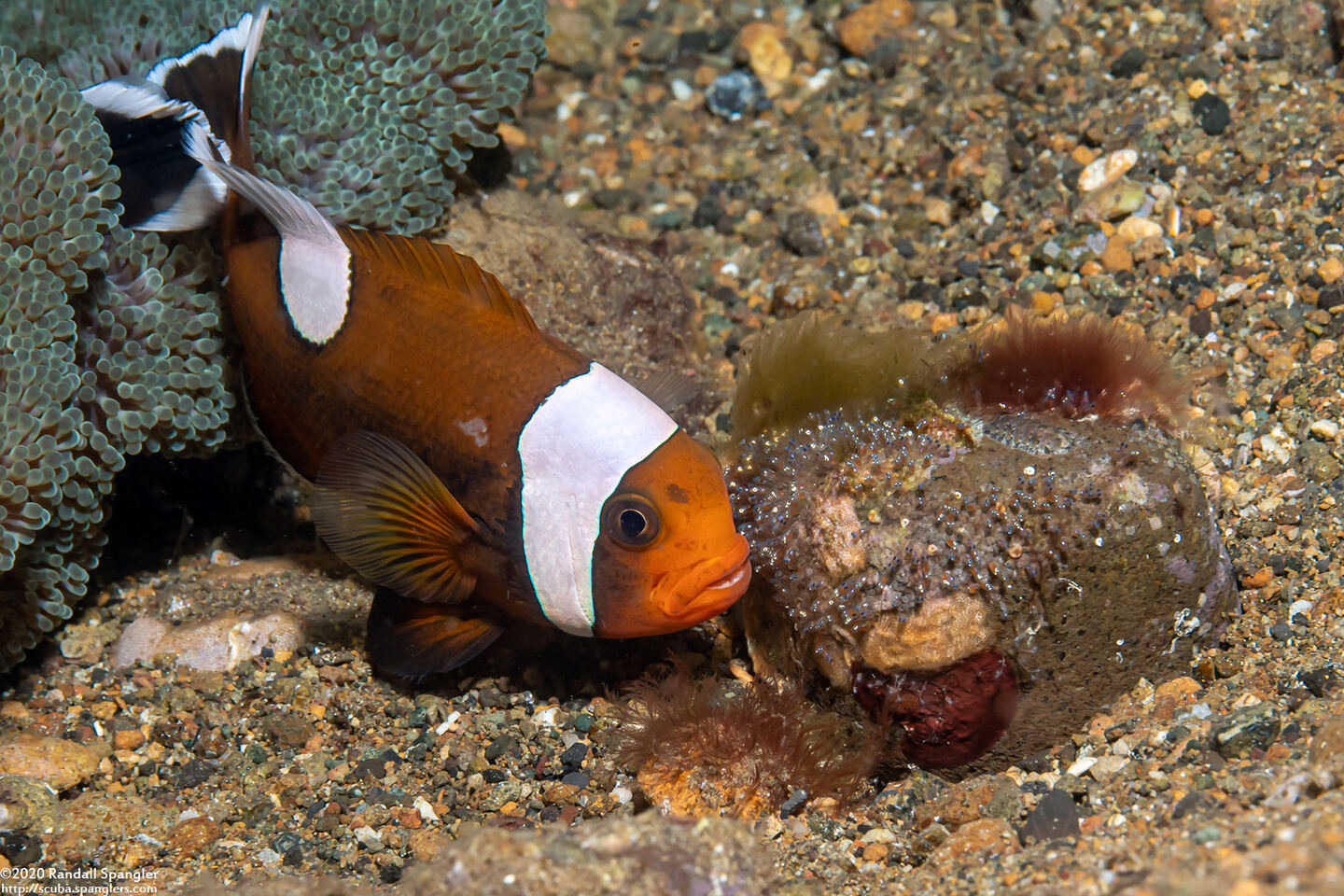 Amphiprion polymnus (Saddleback Anemonefish)