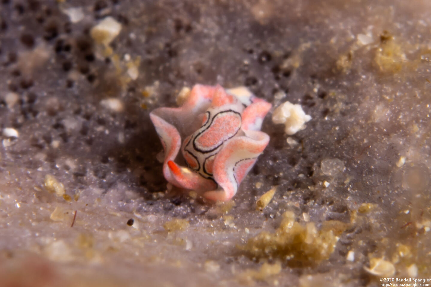 Sagaminopteron psychedelicum (Psychedelic Batwing Slug)