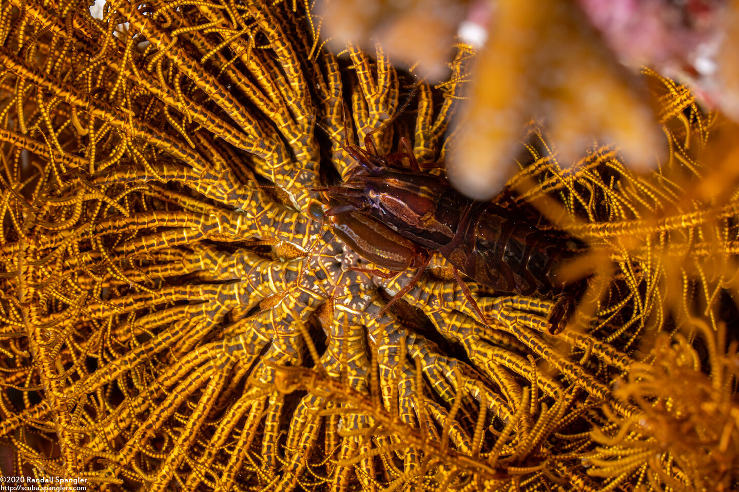 Synalpheus stimpsoni (Stimpson's Snapping Shrimp)