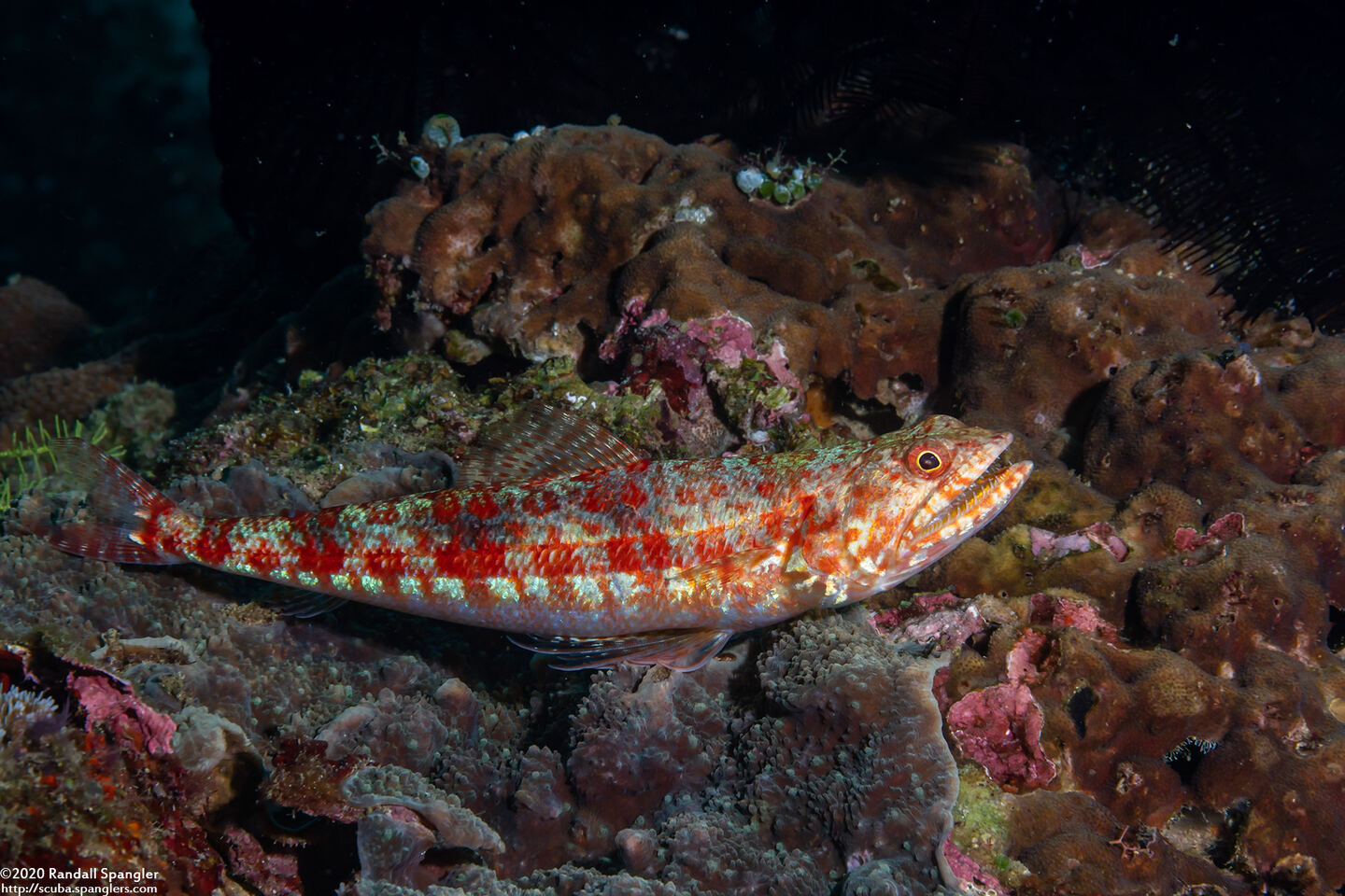 Synodus variegatus (Reef Lizardfish)