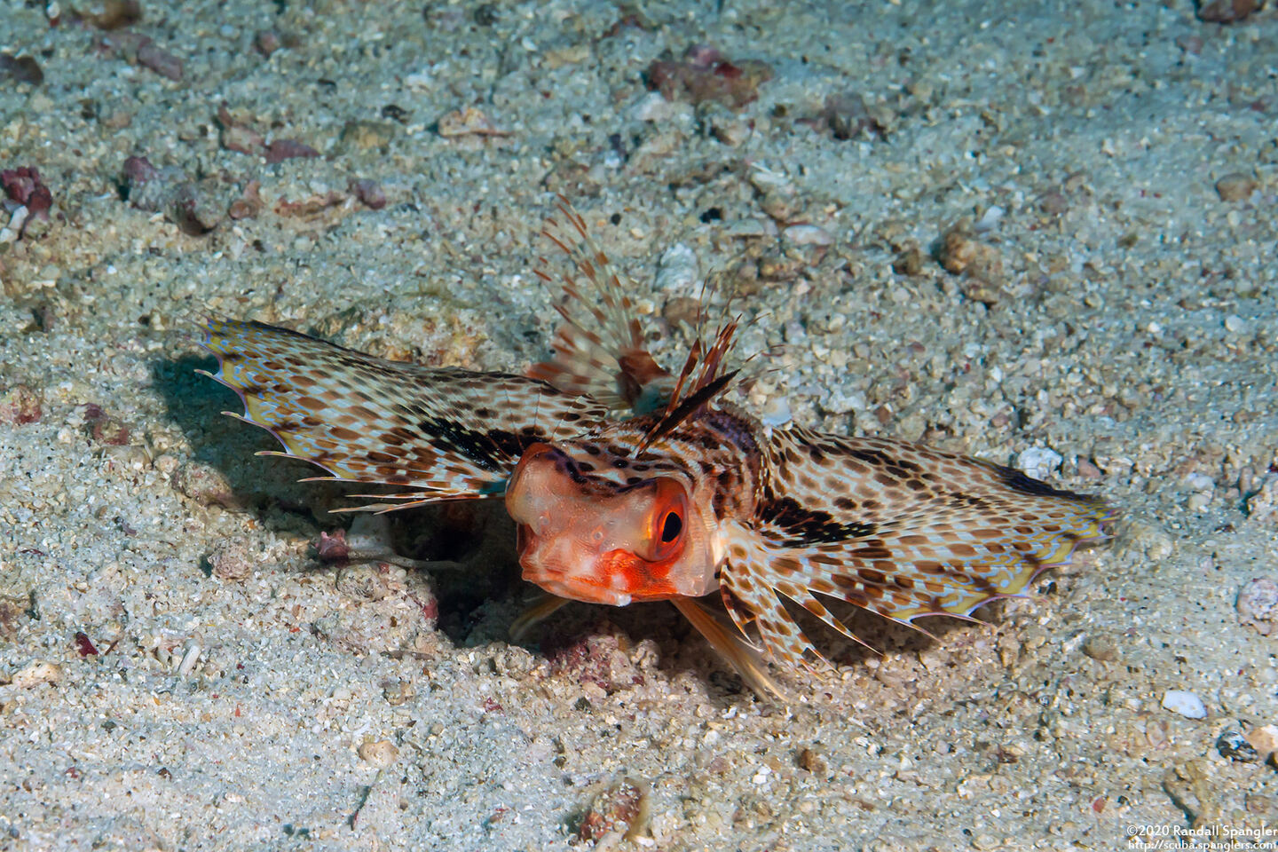 Dactyloptena orientalis (Helmut Gurnard)