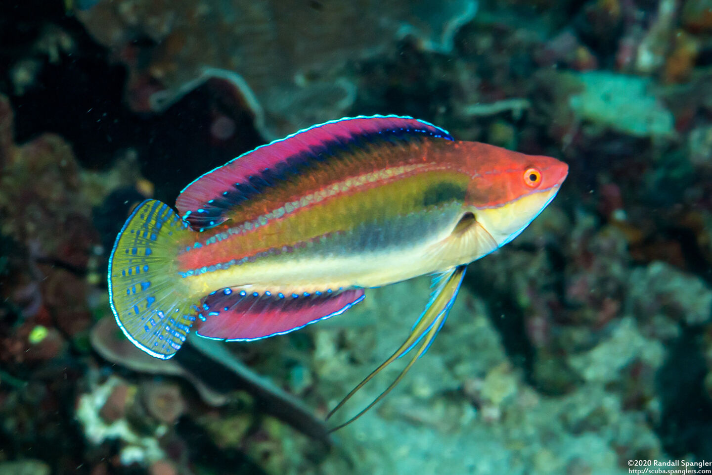 Cirrhilabrus temminckii (Peacock Fairy Wrasse)
